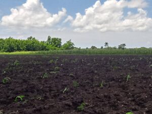 Aunque en Los cocos iniciaron por una hectárea, las aspiraciones son ampliar las áreas para el plátano extradenso FHIA 04.