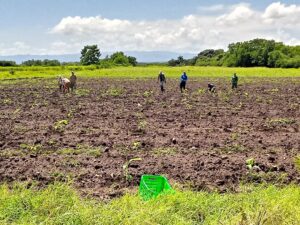 Siembra del plátano extradenso FHIA 04 en Los Cocos, Palmira